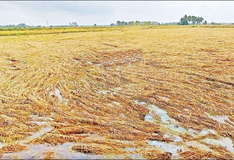 நெற்பயிர் பாதிக்கப்பட்ட வயல்களில் தண்ணீர் வடியும் முன்பு தஞ்சையில் மீண்டும் மழை; விவசாயிகள் கவலை