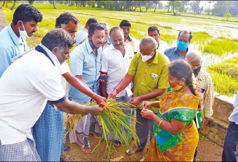 கனமழையால் பயிர்கள் பாதிப்பு: கணக்கெடுப்பு பணியை முடித்து நாளை அறிக்கை சமர்பிப்பு வேளாண்மை கூடுதல் இயக்குனர் தகவல்