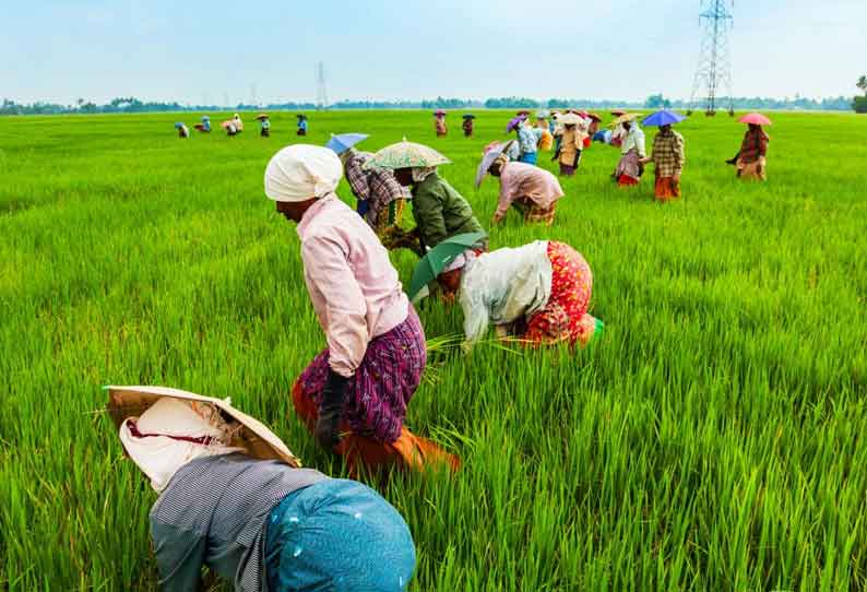 மத்திய அரசு அறிவித்துள்ள புதிய வேளாண் மசோதாக்களால் விவசாயத்துறை பன்மடங்கு வளரும் - இந்திய தொழில் கூட்டமைப்பு தகவல்