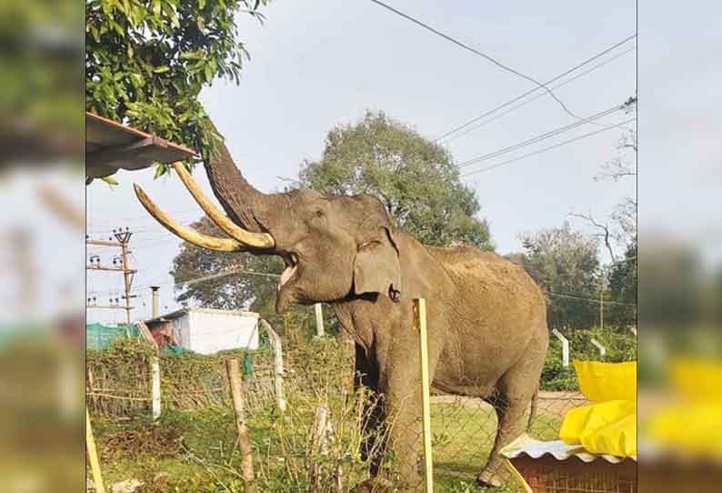 மசினகுடியில், ஊருக்குள் புகுந்து அட்டகாசம் செய்த காட்டு யானை - வனத்துறையினரை தாக்க முயன்றதால் பரபரப்பு