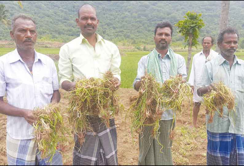 துறையூர் அருகே பச்சை மலையில் தொடர் மழையால் 100 ஏக்கர் வெங்காய பயிர்கள் நீரில் மூழ்கி சேதம்