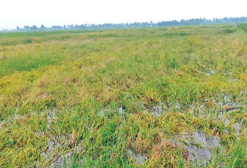 தொடர்ந்து கொட்டி தீர்க்கும் மழை: அறுவடைக்கு தயாரான நெற்பயிர்கள் அழுகி வீணாகும் அவலம் விவசாயிகள் கண்ணீர்