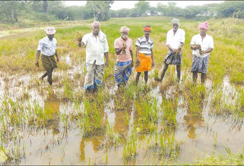 மணமேல்குடி பகுதியில் நோய் தாக்குதலால் பயிர்கள் பாதிப்பு இழப்பீடு வழங்க விவசாயிகள் கோரிக்கை