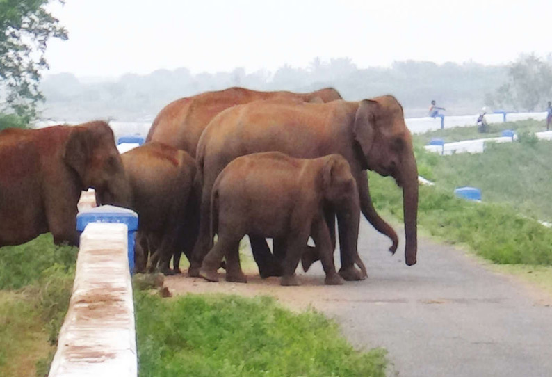 பவானிசாகர் அணை நீர்த்தேக்க பகுதிக்கு தண்ணீர் குடிக்க வந்த காட்டு யானைகள்