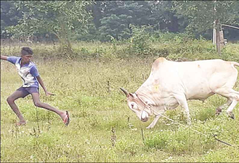 காரையூர் பகுதியில் ஜல்லிக்கட்டு காளைகளுக்கு தீவிர பயிற்சி