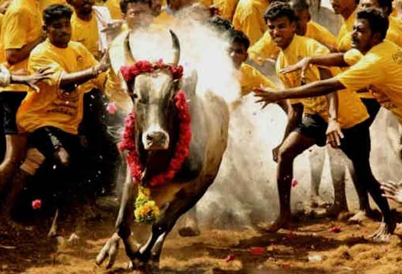 ஜல்லிக்கட்டு போட்டிகளை நடத்துவதற்கான வழிகாட்டு நெறிமுறைகளை வெளியிட்டது தமிழக அரசு