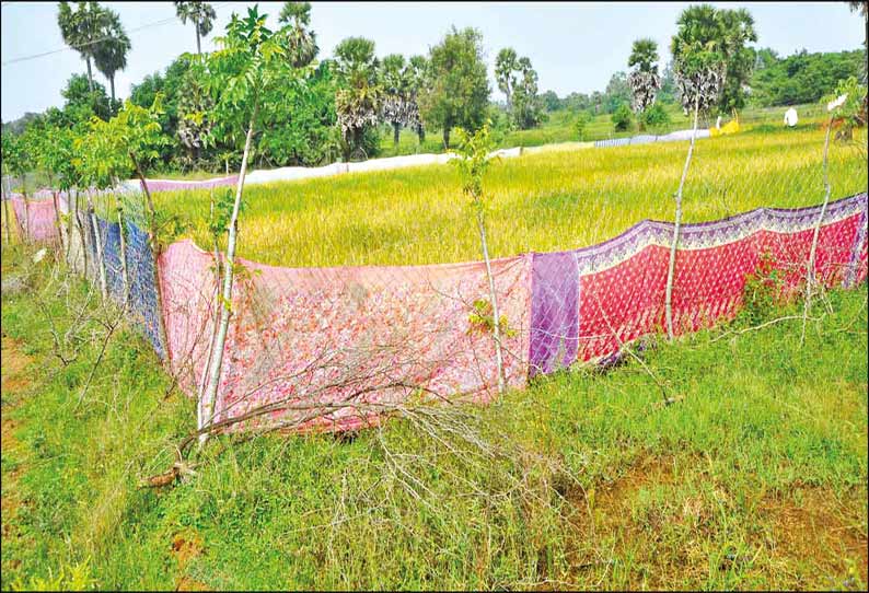 விளைந்த நெற்கதிர்களை பறவைகளிடம் இருந்து பாதுகாக்க புதிய யுக்தி வயலில் சேலையை கொண்டு வேலி அமைத்த விவசாயிகள்