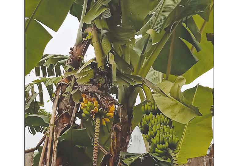 வடகாடு பகுதியில் தொடர்ந்து நஷ்டத்தையே சந்தித்து வரும் விவசாயிகள்