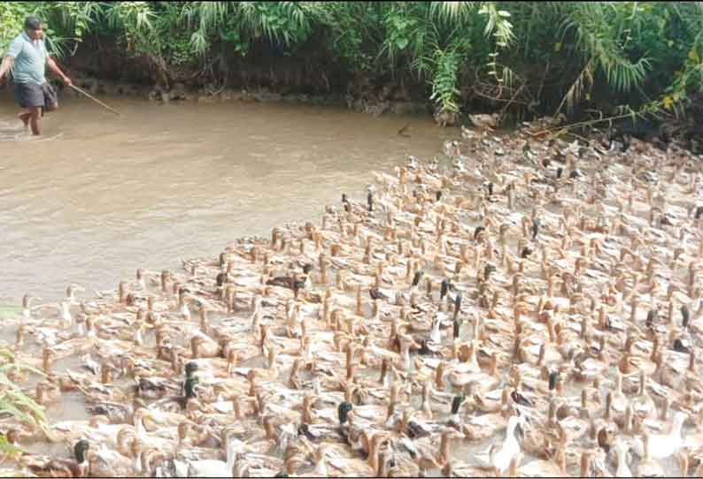 தொட்டியம் பகுதியில் வாத்து வளர்ப்பு தொழிலில் ஈடுபடும் இளைஞர்கள்