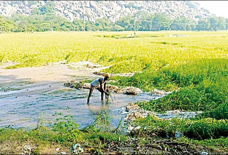 செஞ்சி் அருகே ஏரி உடைந்து 300 ஏக்கர் நெற்பயிர் சேதம் விவசாயிகள் கவலை