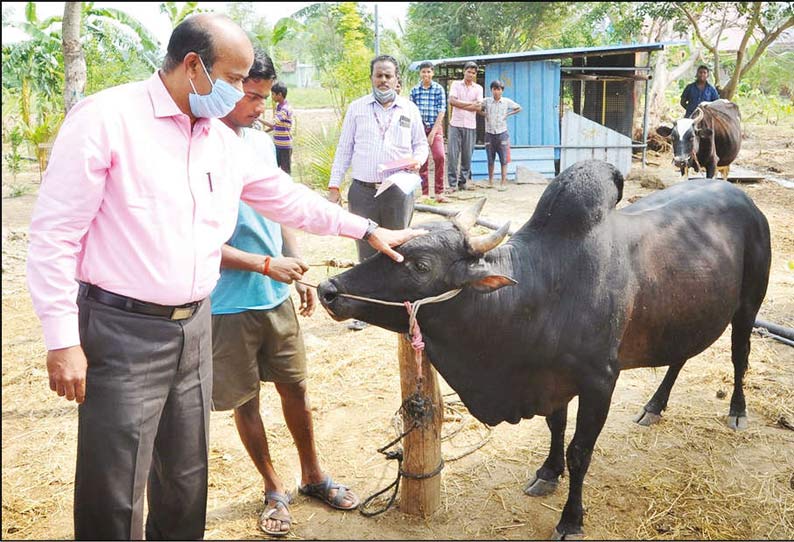 சோழவரம் கிராமத்தில் மாடு விடும் விழாவில் பங்கேற்கும் காளைகளுக்கு பயிற்சி கலெக்டர் பார்வையிட்டார்