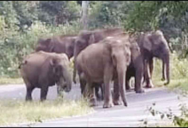 தலமலை வனப்பகுதி ரோட்டில் கூட்டமாக சுற்றி திரிந்த யானைகள் போக்குவரத்து பாதிப்பு