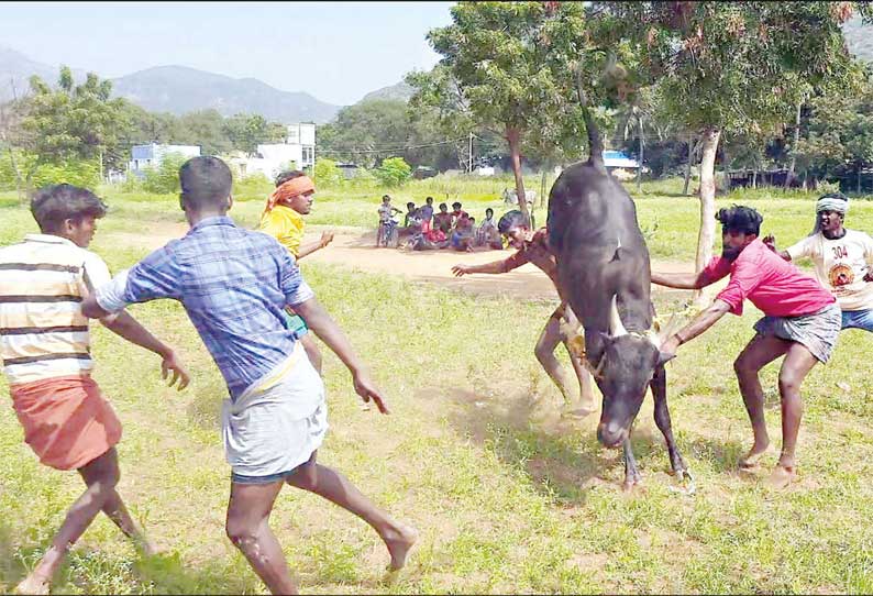 ஆண்டிப்பட்டி பகுதியில் ஜல்லிக்கட்டில் மல்லுக்கட்ட தயாராகும் காளைகள்