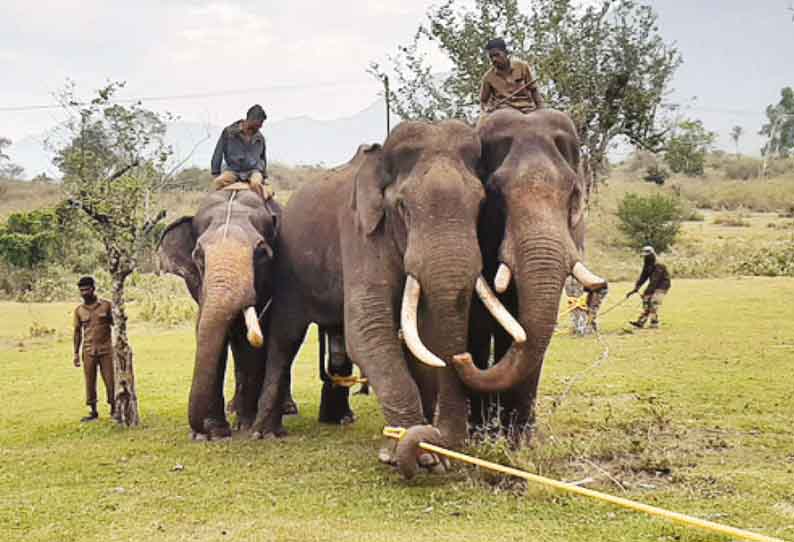 மசினகுடி அருகே, காயம் அடைந்த காட்டு யானைக்கு சிகிச்சை