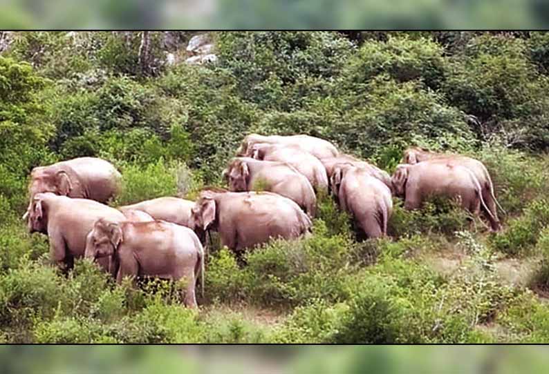 ஓசூர் அருகே சானமாவு காட்டில் 60 யானைகள் தஞ்சம் - பொதுமக்களுக்கு வனத்துறையினர் எச்சரிக்கை