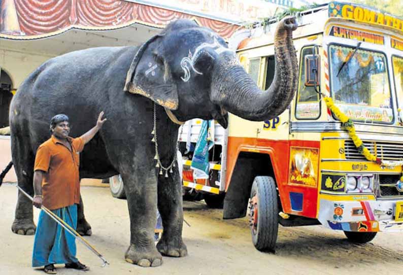 நலவாழ்வு முகாமுக்கு சென்ற நெல்லையப்பர் கோவில் யானை ‘காந்திமதி’ திரும்பி வந்தது - 110 கிலோ எடை குறைந்ததால் உற்சாகம்