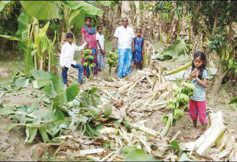 குடியாத்தம் அருகே காட்டு யானைகள் மீண்டும் அட்டகாசம் விளைநிலங்களுக்குள் புகுந்து பயிர்களை சேதப்படுத்தின