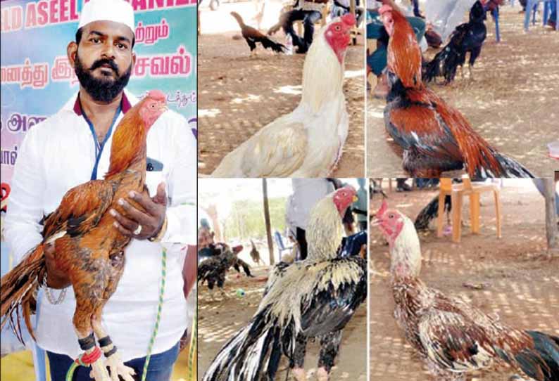 திண்டுக்கல் அருகே கண்காட்சி: பார்வையாளர்களை கவர்ந்த கிளிமூக்கு, விசிறிவால் சேவல்கள்