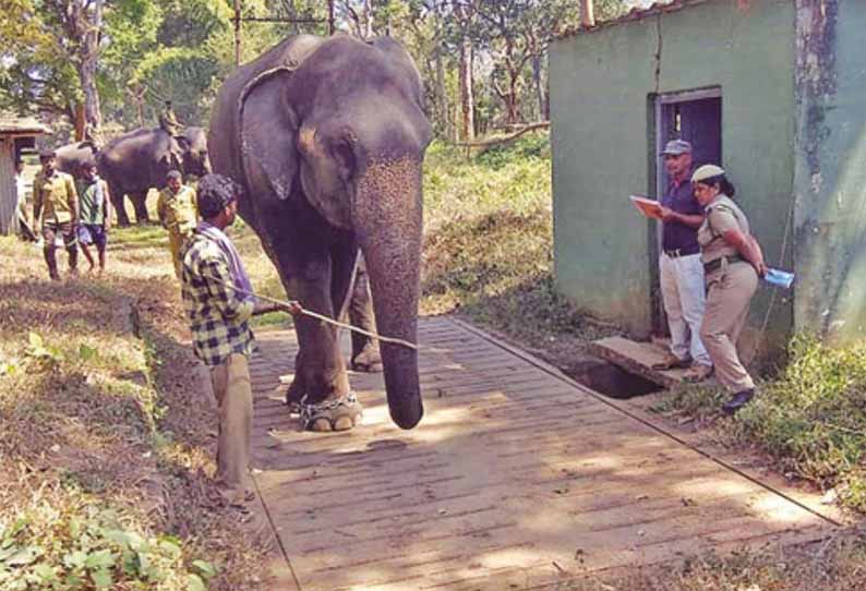 கூடலூரில், வளர்ப்பு யானைகளின் உடல் எடை கணக்கீடு