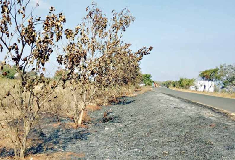 ஆண்டிப்பட்டி அருகே, விவசாய கழிவுகளுக்கு வைத்த தீயில் கருகிய சாலையோர மரங்கள்