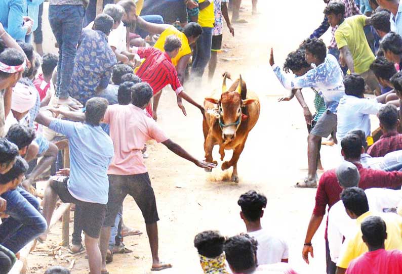 எருதுவிடும் விழா;  10 பேர் காயம்