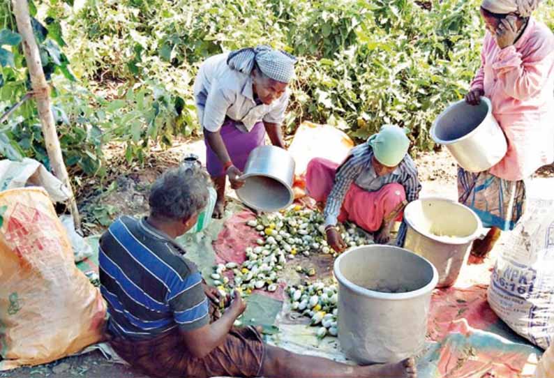 போதிய மழை இல்லாததால், சத்திரப்பட்டி பகுதியில் கத்தரிக்காய் விளைச்சல் பாதிப்பு - விவசாயிகள் கவலை