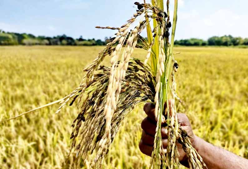 பொறையாறு, செம்பனார்கோவில் பகுதியில், நெற்பயிர்களில் நோய் தாக்குதல் - விவசாயிகள் கவலை