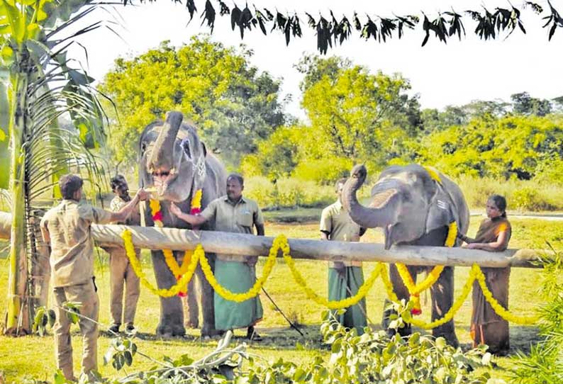 வண்டலூர் பூங்காவில்   யானைகளுக்கான சிறப்பு புத்துணர்வு முகாம்