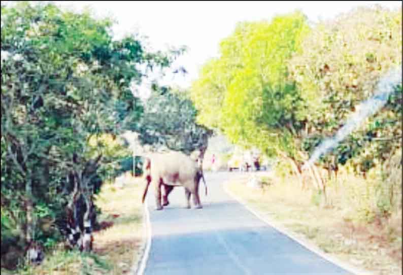 தேன்கனிக்கோட்டை அருகே ஊருக்குள் புகுந்த காட்டு யானையால் பரபரப்பு