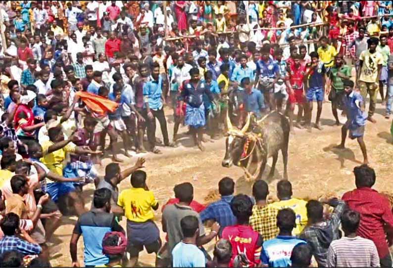 சமயநல்லூர் அருகே, வடமாடு மஞ்சு விரட்டு; 9 பேர் படுகாயம்