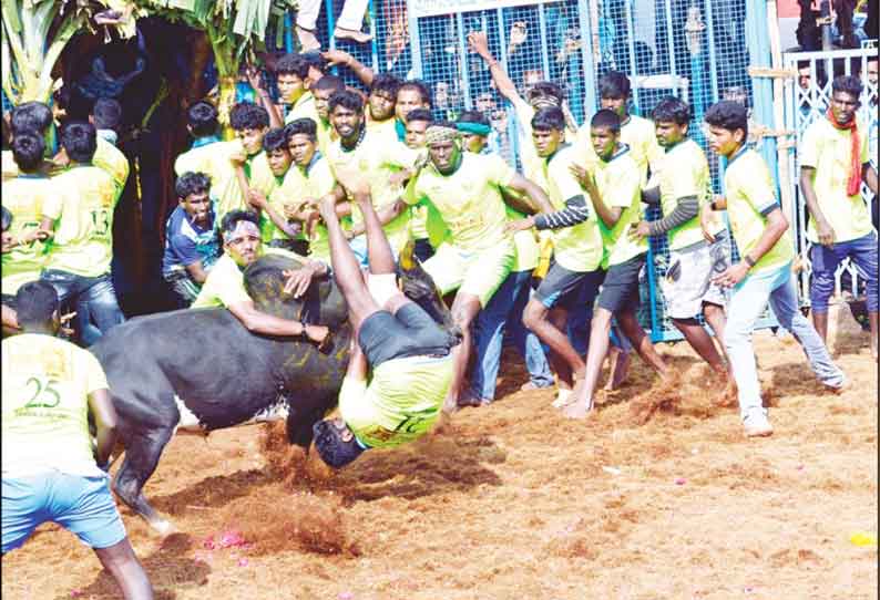 மணப்பாறை அருகே ஜல்லிக்கட்டில் 600 காளைகள் சீறிப்பாய்ந்தன மாடுகள் முட்டி 13 பேர் காயம்