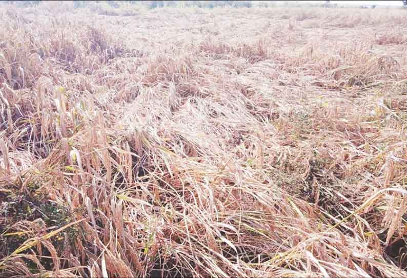 லால்குடி பகுதியில் தண்டுகுலை நோய் தாக்கியதால் ஆயிரம் ஏக்கர் நெற்பயிர்கள் நாசம்