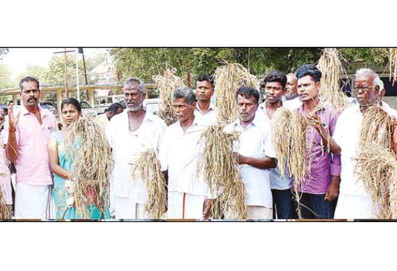திருவெறும்பூர், லால்குடி பகுதிகளில் குலைநோய் தாக்குதலால் நாசமான 1,200 ஏக்கர் நெற்பயிர்
