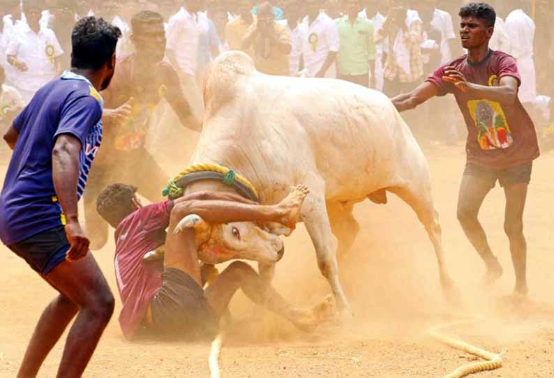 சிங்கம்புணரியில் வடமாடு மஞ்சுவிரட்டு: காளைகளுடன் மல்லுக்கட்டிய இளைஞர்கள்