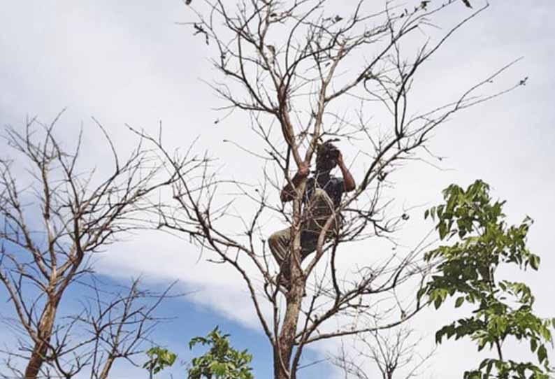 கூடலூர் அருகே, குட்டி யானையின் உடலை விட்டு செல்ல மறுக்கும் தாய் யானை - மரங்களில் அமர்ந்து வனத்துறையினர் கண்காணிப்பு