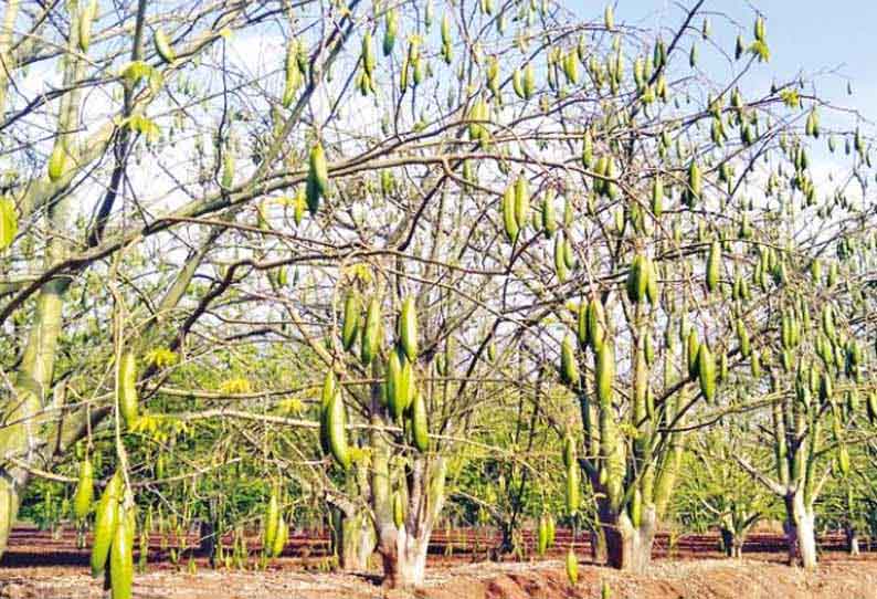 கம்பம் பகுதியில் இலவங்காய் விளைச்சல் அமோகம்