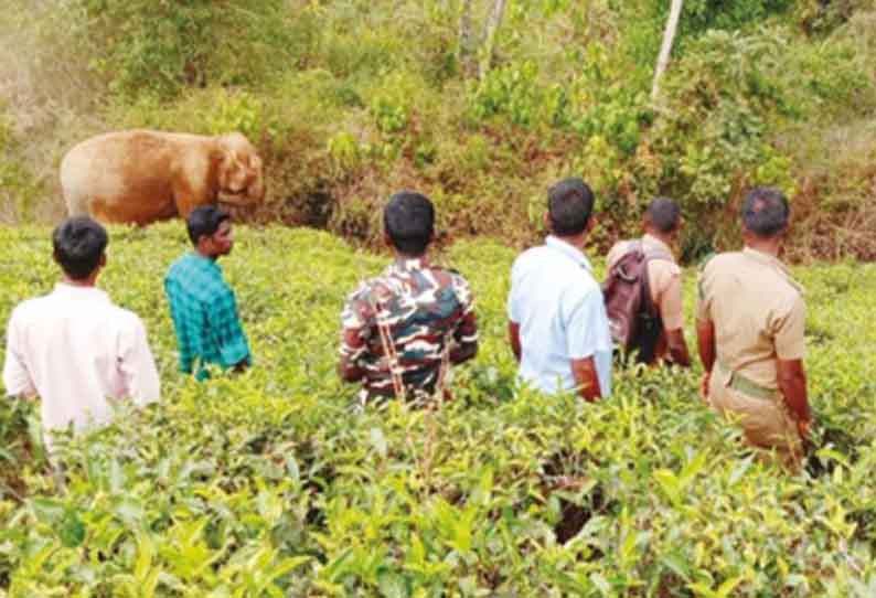 ஆண் யானை தந்தத்தால் குத்தியதால் உடலில் காயங்களுடன் தவிக்கும் பெண் யானை - வனத்துறை டாக்டர் குழுவினர் சிகிச்சை அளிக்க முடிவு