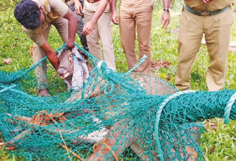 தெருநாய்கள் துரத்தி வந்தபோது, பள்ளத்தில் தவறி விழுந்து கடமான் படுகாயம் - வனத்துறையினர் மீட்டனர்