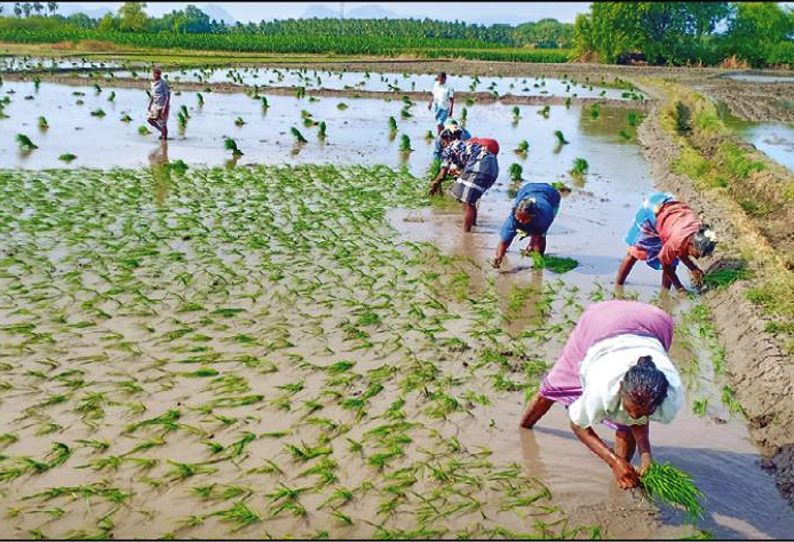 உப்புக்கோட்டை பகுதியில் 2-ம் போக நெல் சாகுபடி பணிகள் தொடக்கம்