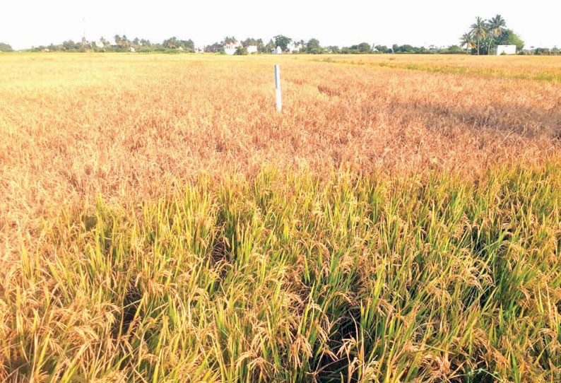 மீஞ்சூர் ஒன்றியத்தில் பூச்சி தாக்கி நெல் பயிர் பாதிப்பு உரிய நடவடிக்கை எடுக்க - விவசாயிகள் கோரிக்கை