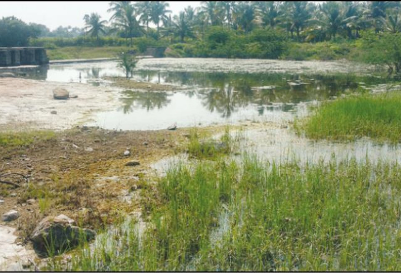 சிவகிரி அருகே, 30 ஆண்டுகளாக பராமரிப்பின்றி காணப்படும் கசிவுநீர் குட்டை - சீரமைக்கப்படுமா? விவசாயிகள் எதிர்பார்ப்பு