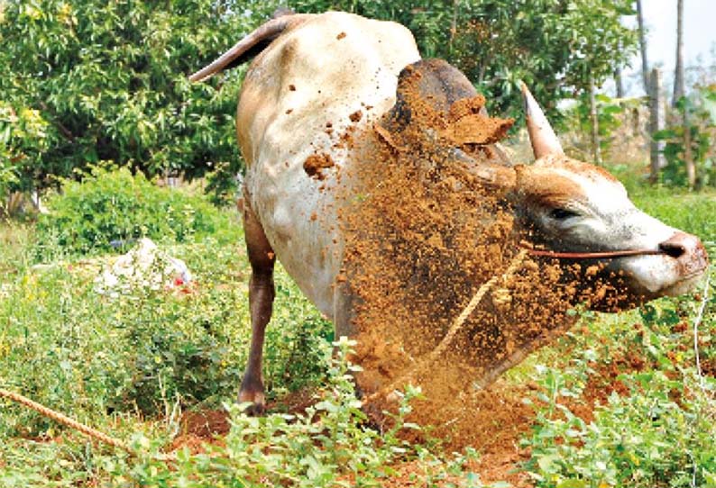 மஞ்சுவிரட்டில் மல்லுக்கட்ட தயாராகும் காளைகள்