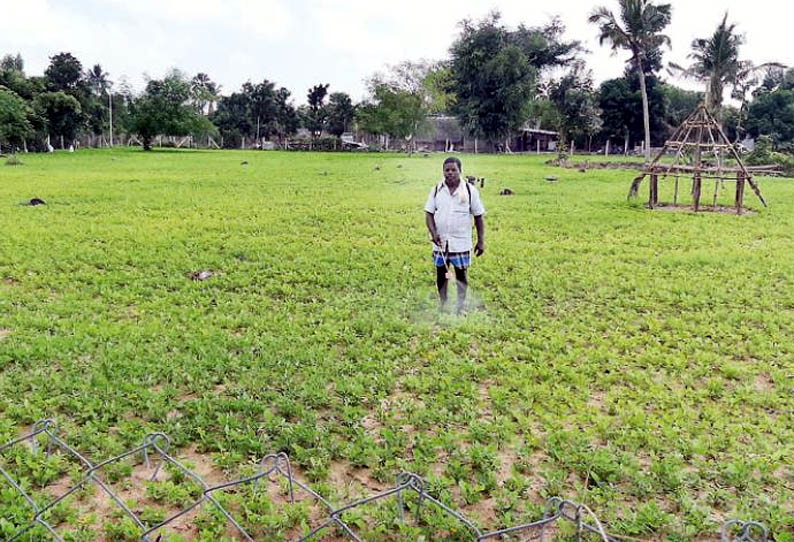 வேளாங்கண்ணி பகுதியில், நிலக்கடலை சாகுபடியில் விவசாயிகள் தீவிரம்