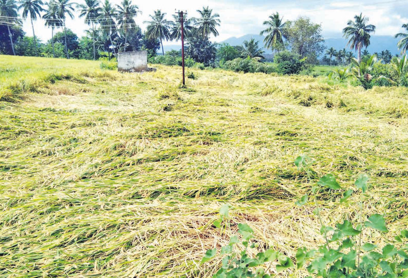 வாசுதேவநல்லூரில் சூறைக்காற்றுடன் மழை: 100 ஏக்கர் நெற்பயிர்கள் சேதம் விவசாயிகள் வேதனை