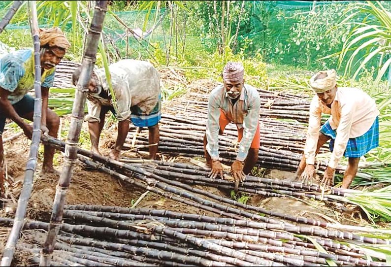 நெல்லிக்குப்பம் பகுதியில், பொங்கல் பண்டிகைக்கு கரும்பு அறுவடை பணி தீவிரம்