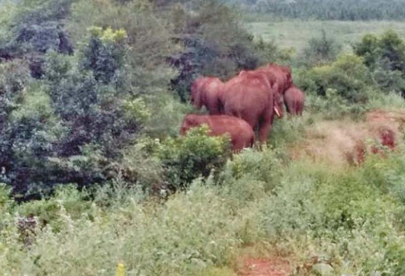 கன்னிவாடி பகுதியில், யானைகளை விரட்ட பட்டாசு வெடித்தபோது 2 வன ஊழியர்கள் காயம்