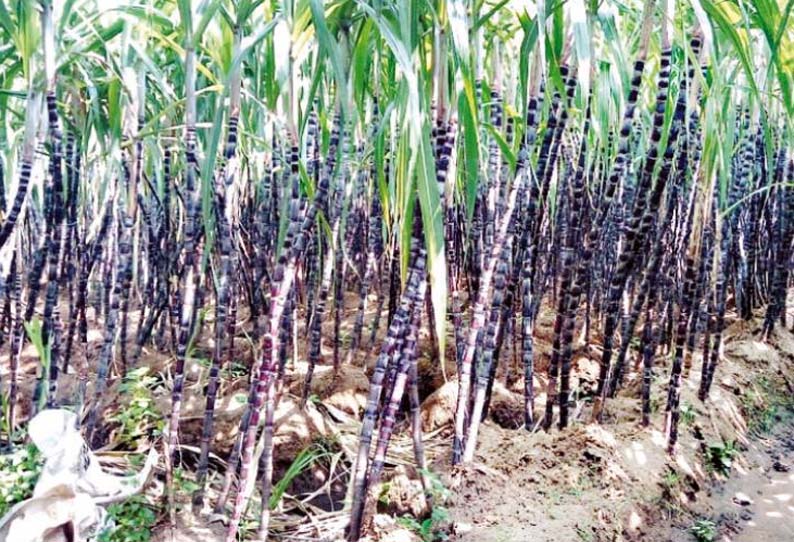 தேவதானப்பட்டி பகுதியில், அறுவடைக்கு தயார் நிலையில் செங்கரும்பு - விலை குறைவால் விவசாயிகள் கவலை