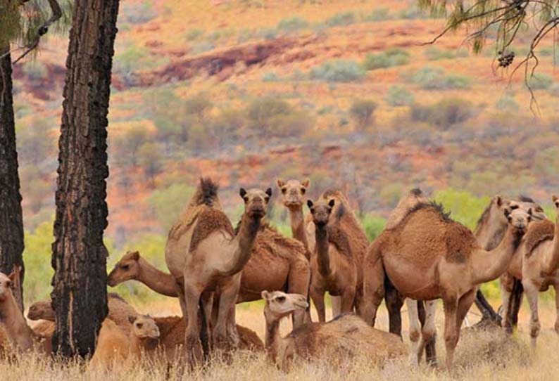 ஆஸ்திரேலியாவில் கடும் வறட்சி: 5 நாட்களில் 5000 ஒட்டகங்கள் சுட்டுக்கொலை 202001160424414889_5000-Camels-Shot-Dead-In-5-Days-In-DroughtHit-Australia_SECVPF