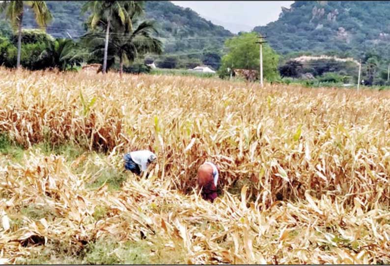 சத்திரப்பட்டி பகுதியில் மக்காச்சோளம் அறுவடை பணி தீவிரம்; விலை வீழ்ச்சியால் விவசாயிகள் கவலை