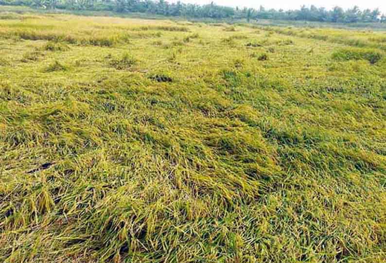 மழையால் சேதமடைந்த நெற்பயிர்களுக்கு நிவாரணம் வழங்க வேண்டும் - விவசாயிகள் கோரிக்கை